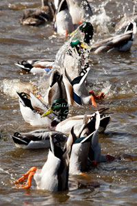 Bird Photographer Neil Salisbury of Betty Fold Gallery